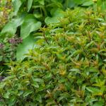 Aromatiques - Menthe Poivrée - BIO - face recto